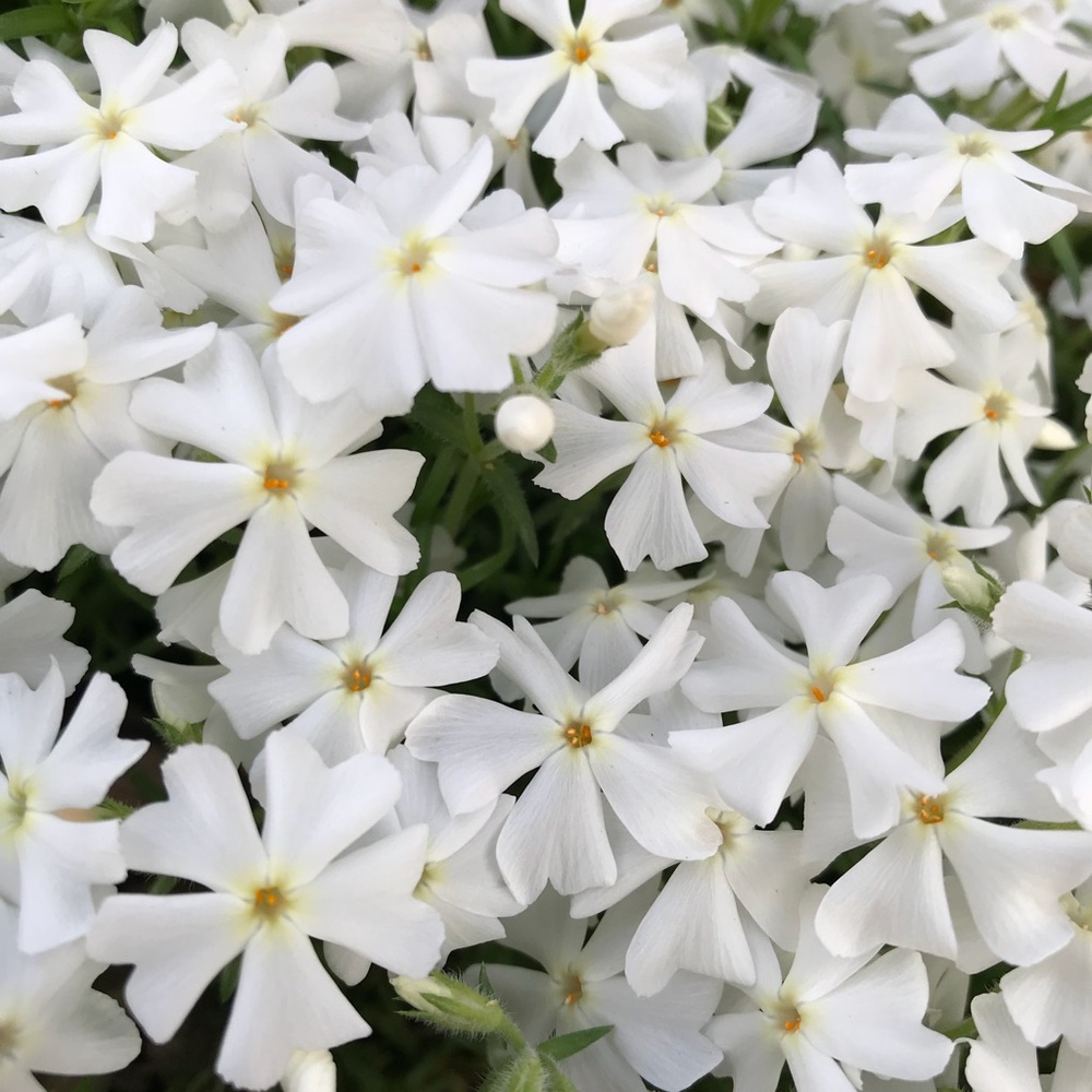 Meet your Posher, Kaylea